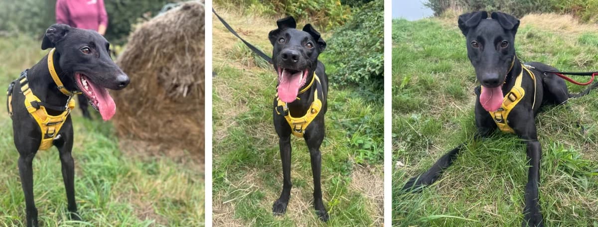 Adopt Milo, male young Mixed Breed for adoption at Hope Rescue, Pontyclun