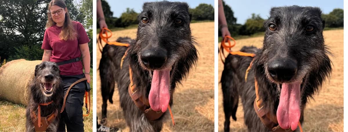 Adopt Monty, male 7yo Mixed Breed for adoption at Hope Rescue, Pontyclun