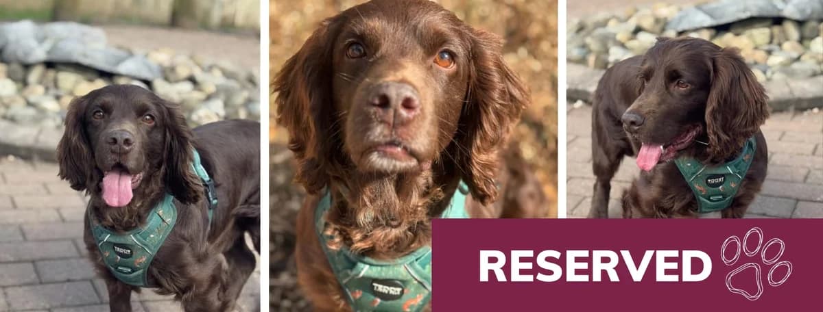 Adopt Murphy, male senior Cocker Spaniel for adoption at Hope Rescue, Pontyclun