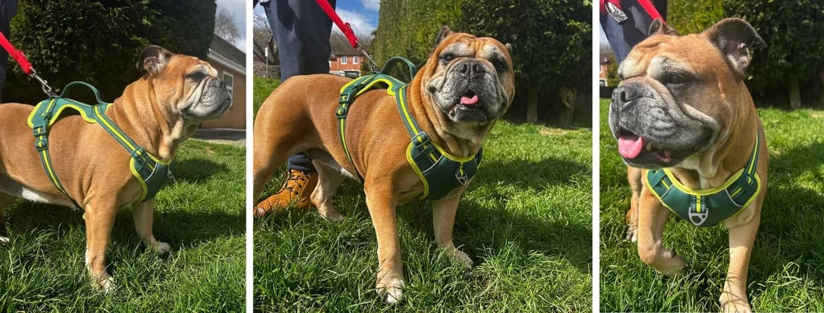 Adopt Nala, female Mixed Breed for adoption at Pontyclun