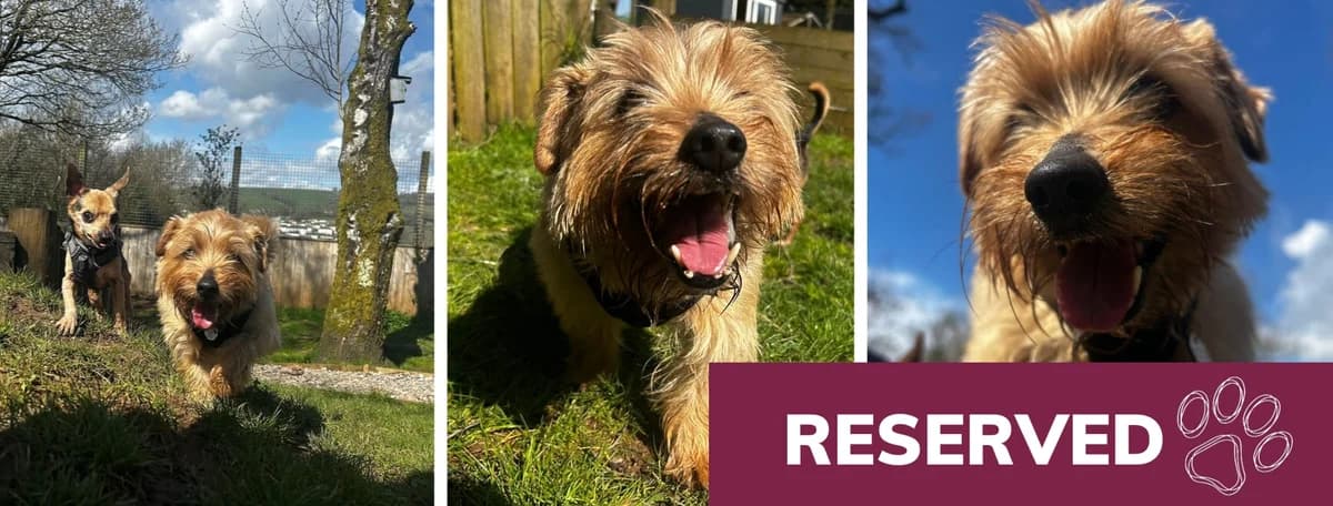 Adopt Ned, male senior Mixed Breed for adoption at Hope Rescue, Pontyclun