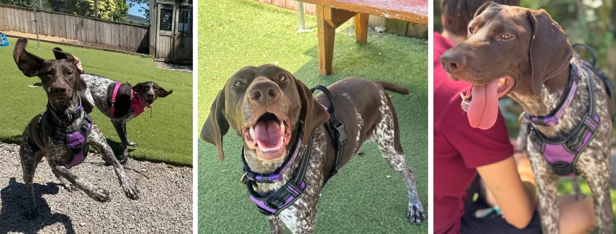 Adopt Neon, female young Mixed Breed for adoption at Hope Rescue, Pontyclun