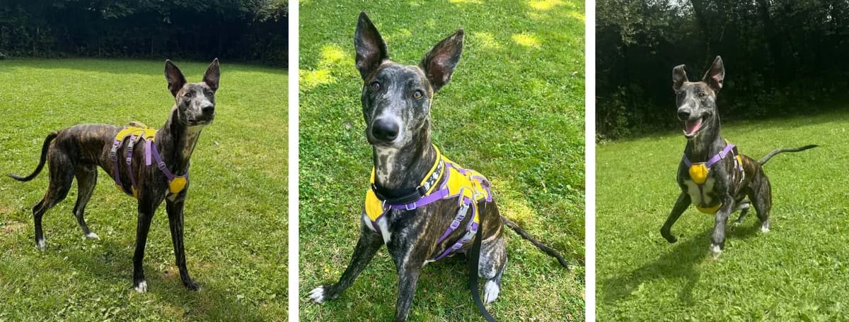 Adopt Newton, male young Mixed Breed for adoption at Hope Rescue, Pontyclun
