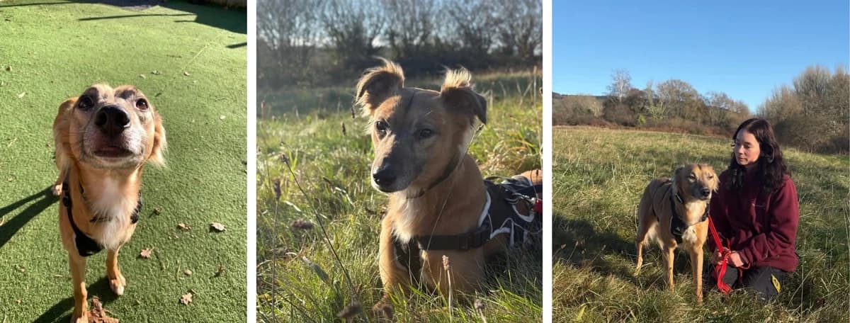 Adopt Nick, male 6yo Husky for adoption at Hope Rescue, Pontyclun