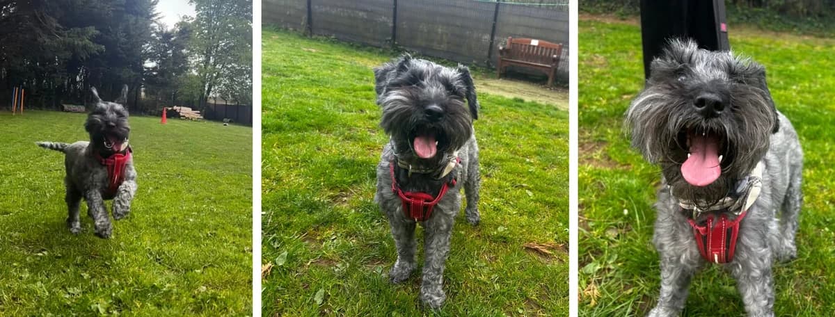 Adopt Ozzy, male 6yo Husky for adoption at Hope Rescue, Pontyclun