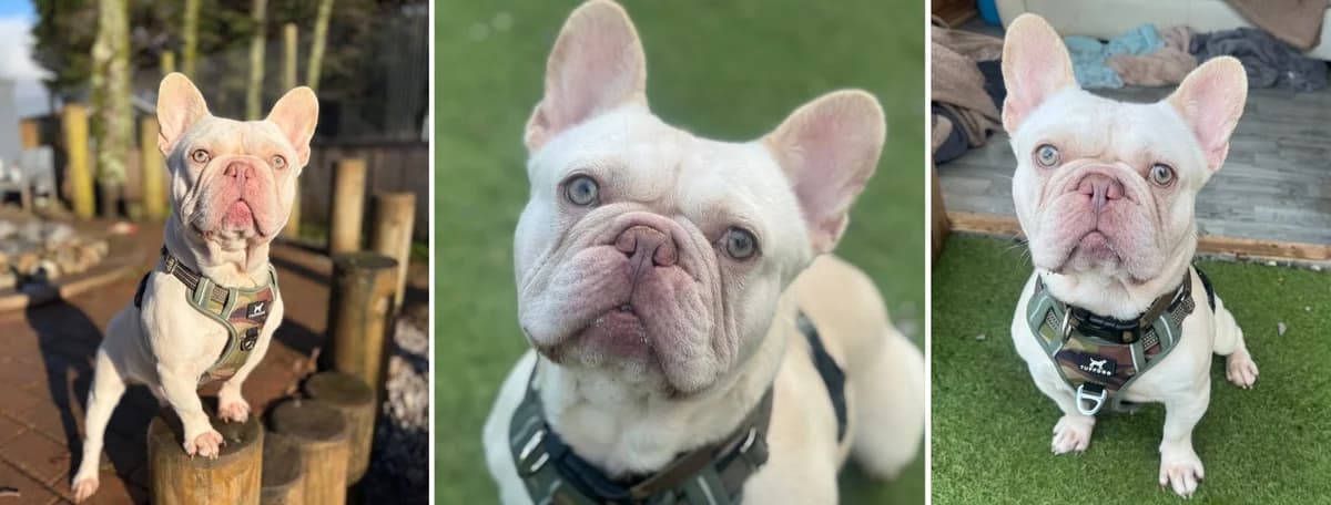 Adopt Pinky, male 3yo Mixed Breed for adoption at Hope Rescue, Pontyclun