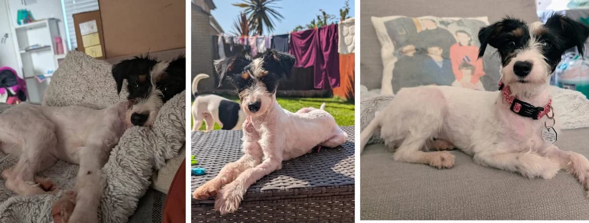 Adopt Pippa, female puppy Mixed Breed for adoption at Hope Rescue, Pontyclun