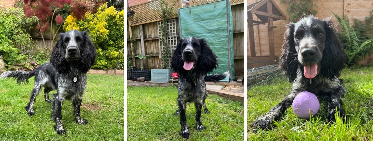 Adopt Pogo, female 3yo Mixed Breed for adoption at Hope Rescue, Pontyclun