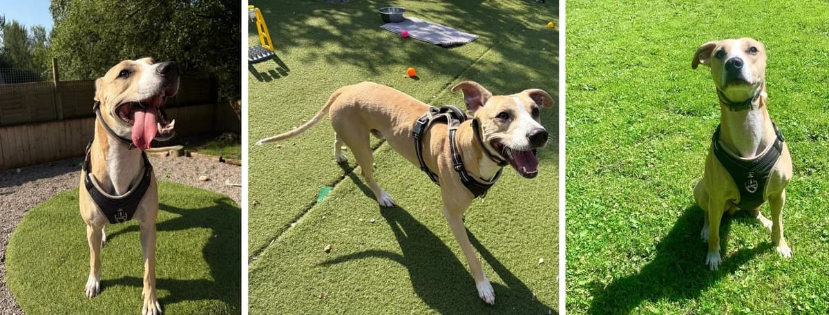 Adopt Reggie, male young Mixed Breed for adoption at Hope Rescue, Pontyclun