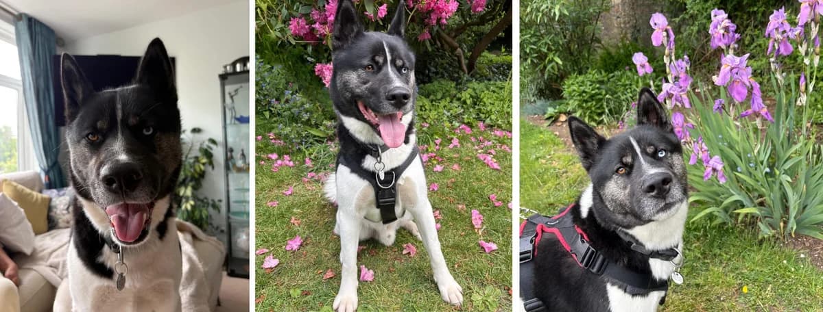 Adopt Rocky, male young Akita for adoption at Hope Rescue, Pontyclun