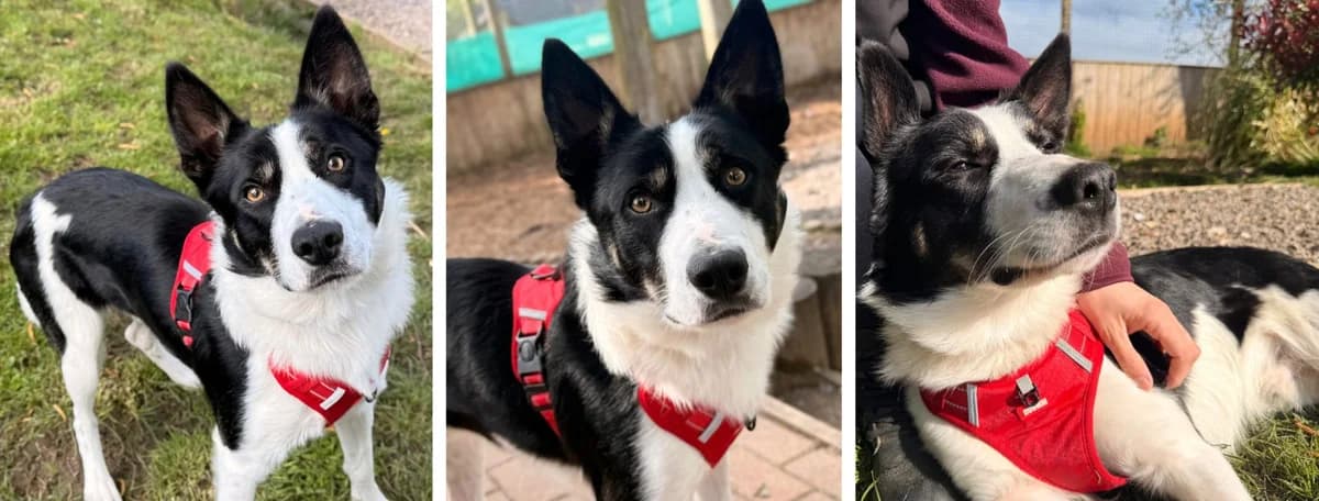 Adopt Russell, male young Mixed Breed for adoption at Hope Rescue, Pontyclun