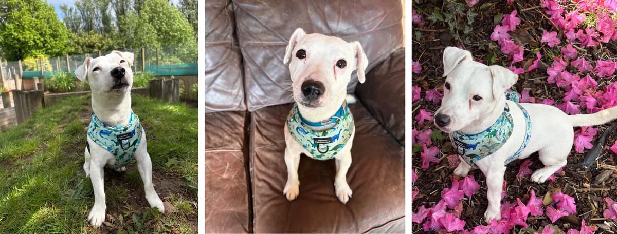 Adopt Ryan, male young Mixed Breed for adoption at Hope Rescue, Pontyclun