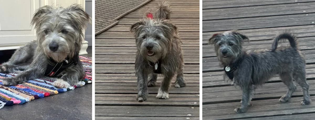 Adopt Scruffy, female young Mixed Breed for adoption at Hope Rescue, Pontyclun