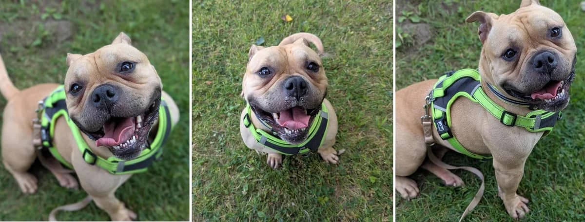 Adopt Sonia, female 3yo Mixed Breed for adoption at Hope Rescue, Pontyclun