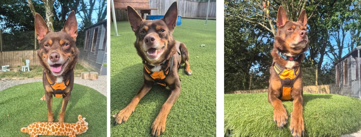 Adopt Spike, male 7yo Mixed Breed for adoption at Hope Rescue, Pontyclun