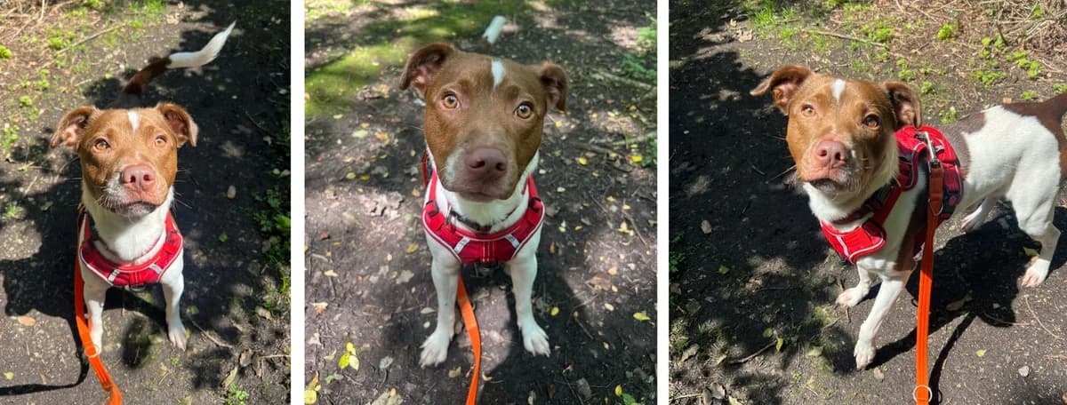 Adopt Tarzan, male young Mixed Breed for adoption at Hope Rescue, Pontyclun