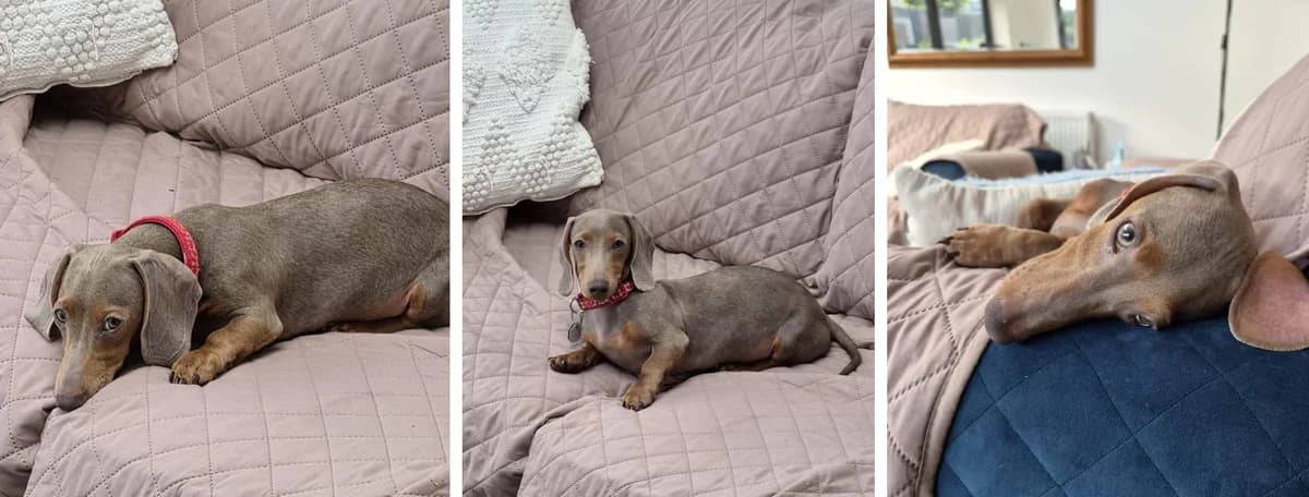 Adopt Tater, female senior Mixed Breed for adoption at Hope Rescue, Pontyclun