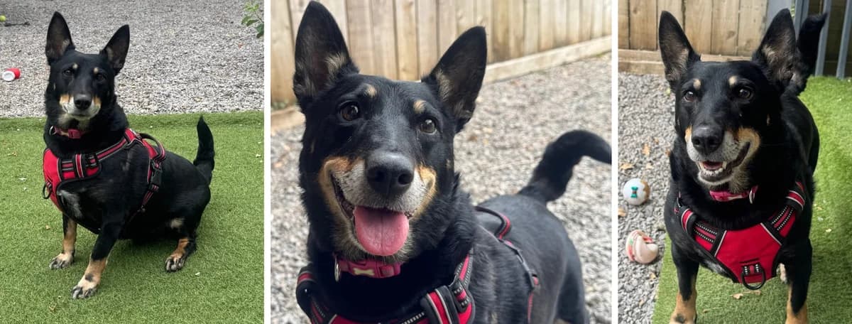 Adopt Tess, female senior Mixed Breed for adoption at Hope Rescue, Pontyclun