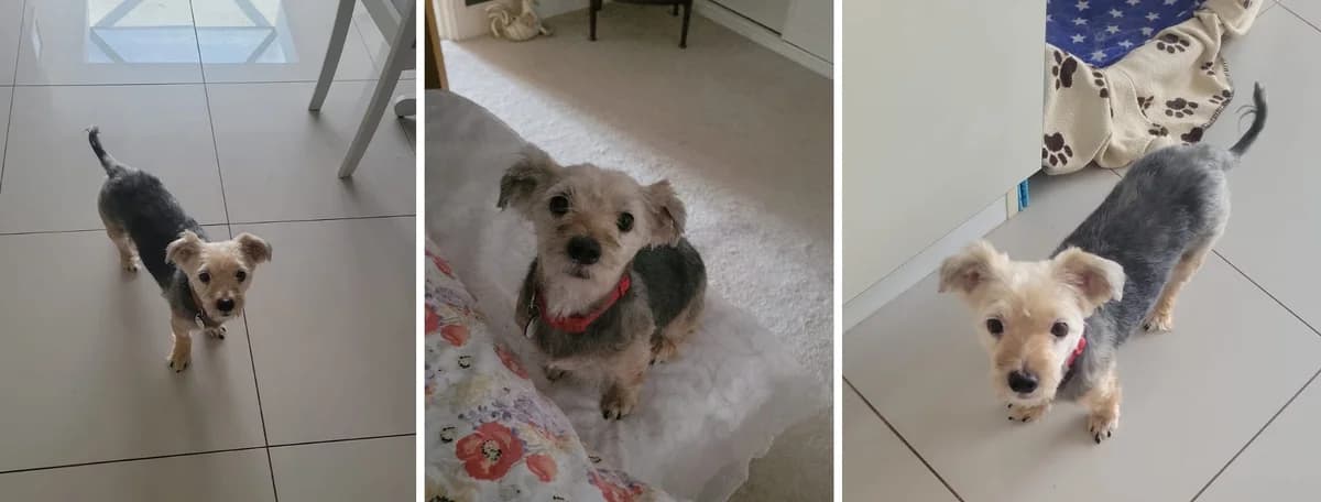 Adopt Tetley, female 6yo Mixed Breed for adoption at Hope Rescue, Pontyclun