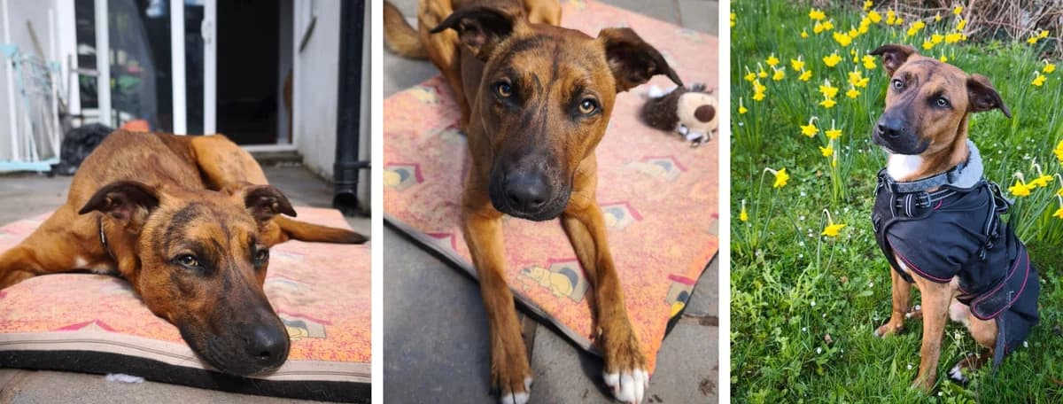 Adopt Tetris, male young Mixed Breed for adoption at Hope Rescue, Pontyclun