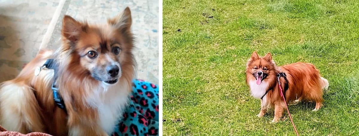 Adopt Tig, male 6yo Mixed Breed for adoption at Hope Rescue, Pontyclun