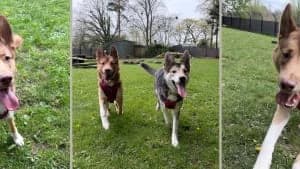 Adopt Victor, male Mixed Breed for adoption at Hope Rescue, Pontyclun — photo 8 of 36