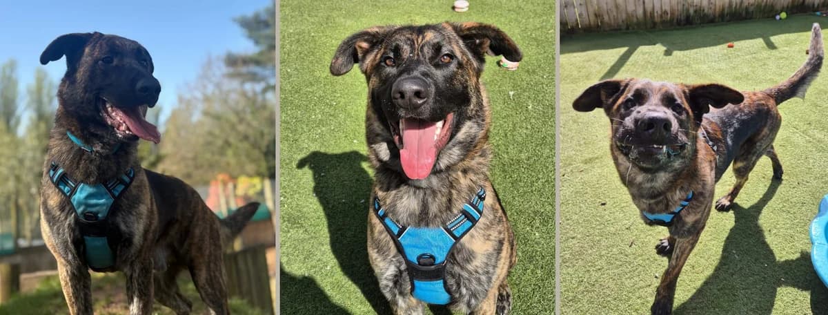 Adopt Walter, male puppy Mixed Breed for adoption at Hope Rescue, Pontyclun