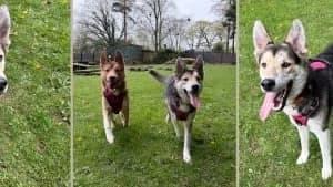 Adopt Walter, male Mixed Breed for adoption at Hope Rescue, Pontyclun photo 5