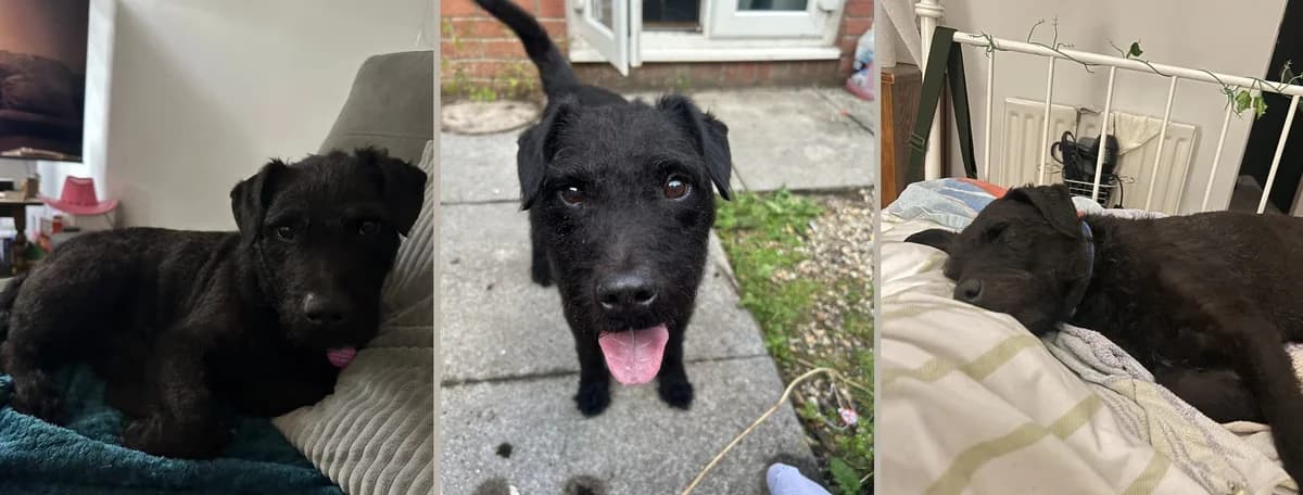 Adopt Wizard, male senior Mixed Breed for adoption at Hope Rescue, Pontyclun