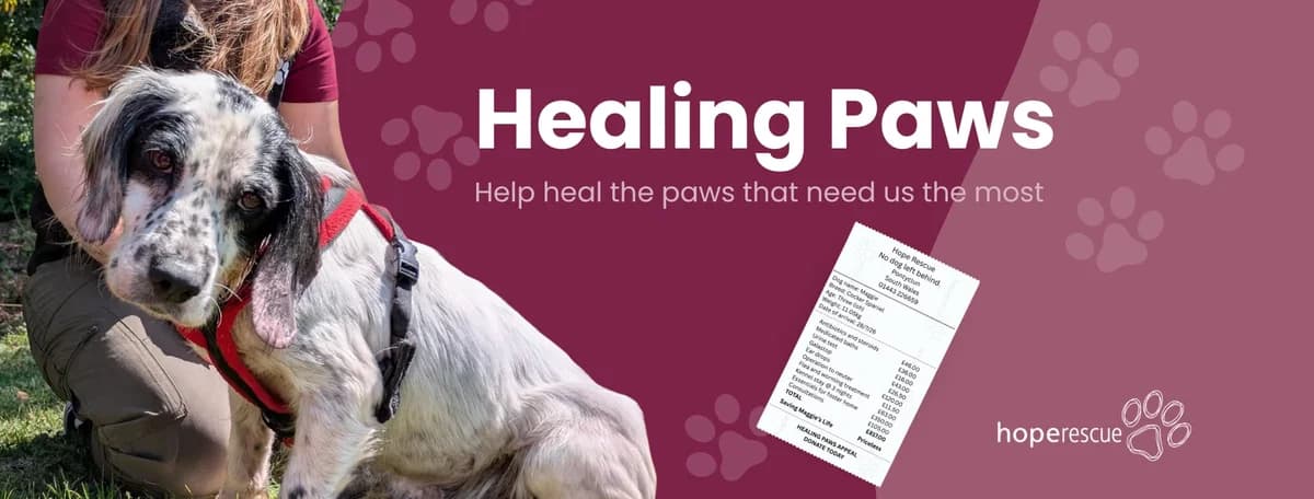 Healing Paws, female puppy Mixed Breed for adoption at Hope Rescue, Pontyclun