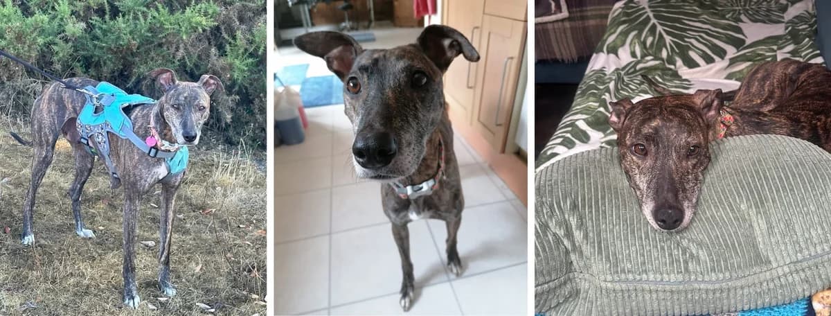 Mama Bear, female senior Mixed Breed for adoption at Hope Rescue, Pontyclun