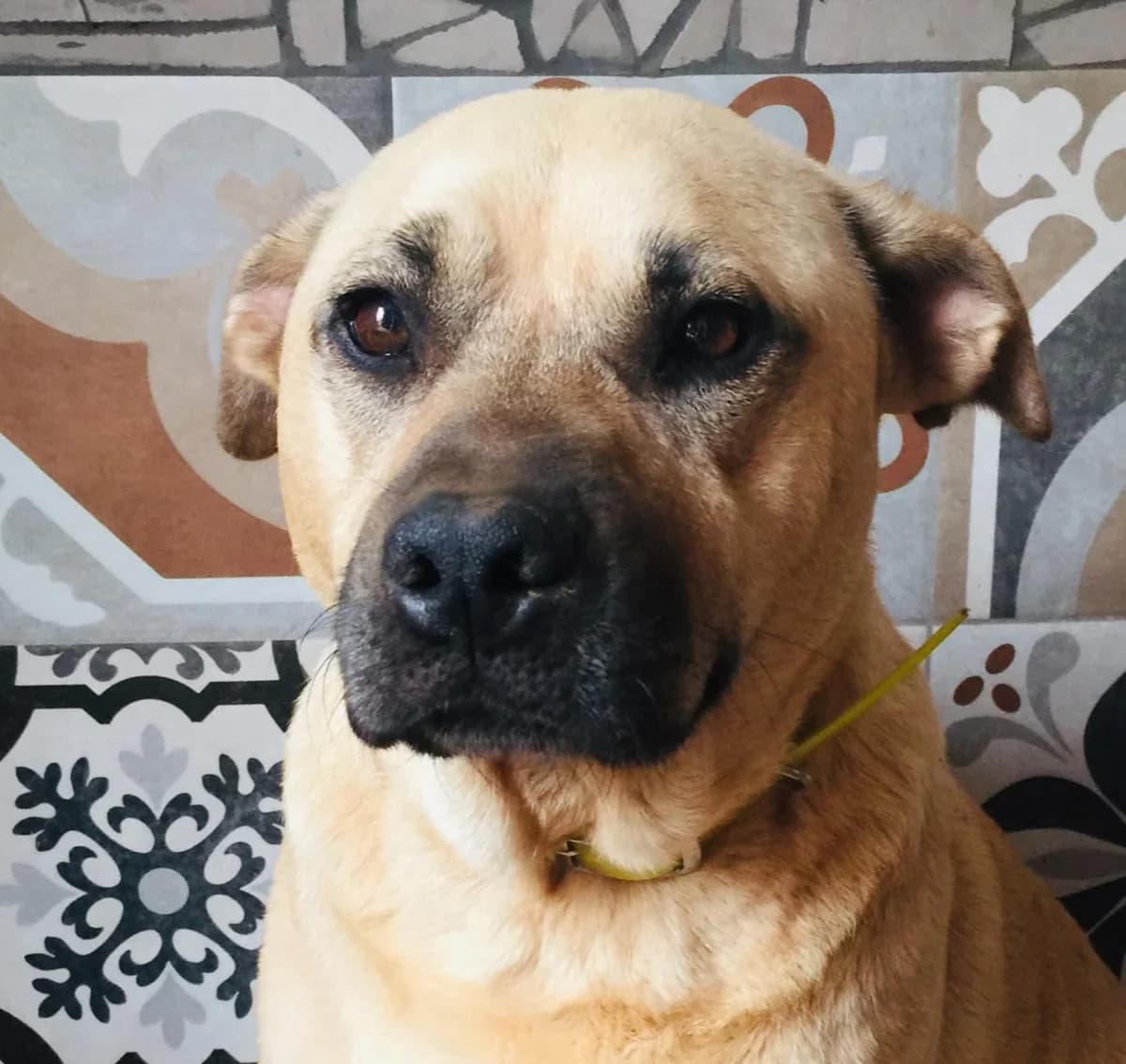 Mimi, female senior Mixed Breed for adoption at Hounds of Love Rescue