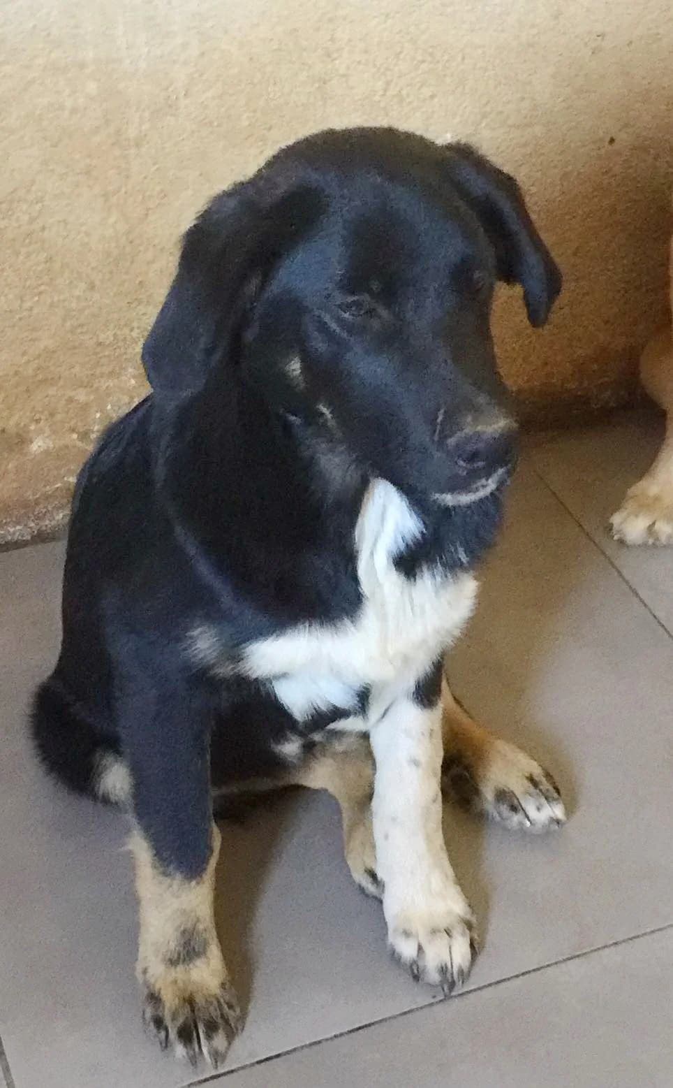 Mr. T, male Mixed Breed for adoption at Hounds of Love Rescue