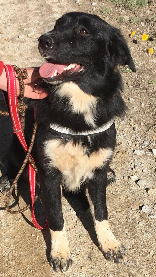 Soxy, female young mixed breed for adoption at Hounds of Love Rescue