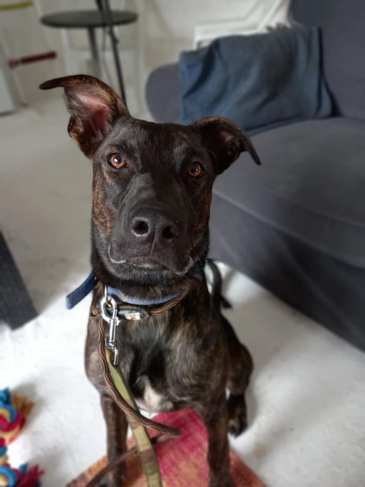 Stan, male young mixed breed for adoption at Hounds of Love Rescue