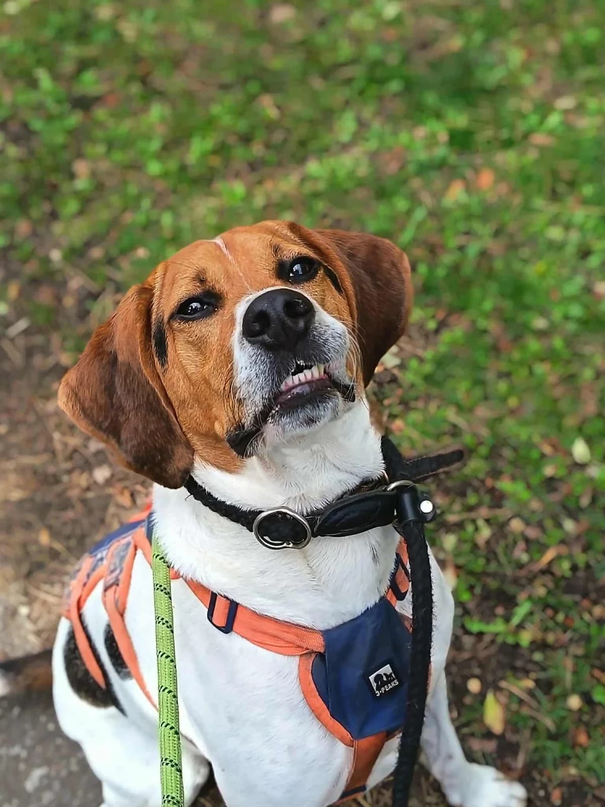 Gizmo, male Mixed Breed for adoption at Hull Animal Welfare Trust, South Cave