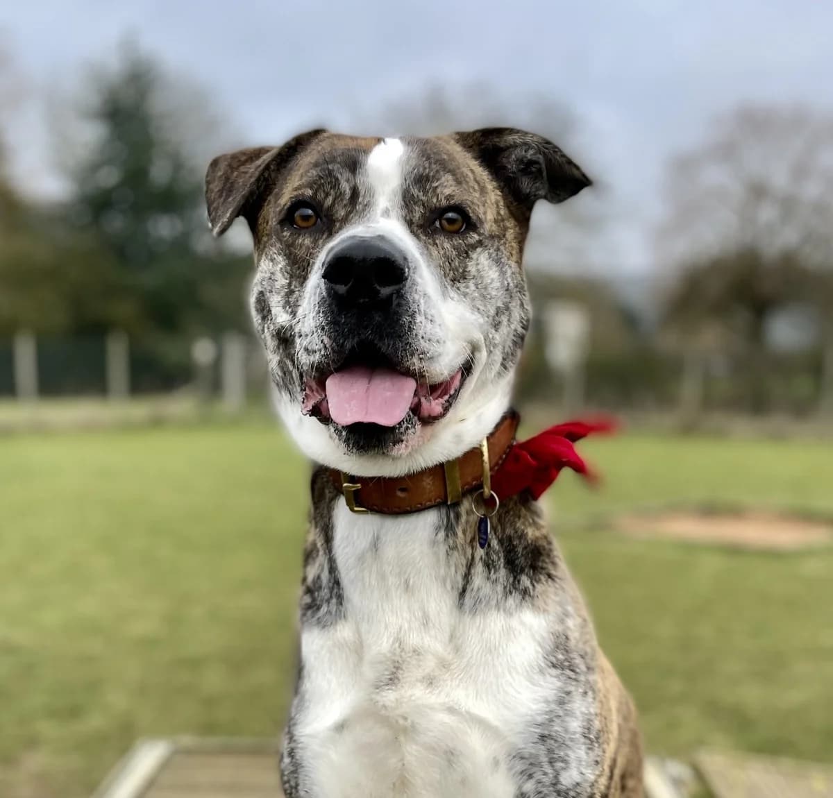 Winston, male 3yo Mixed Breed for adoption at Hull Animal Welfare Trust, South Cave