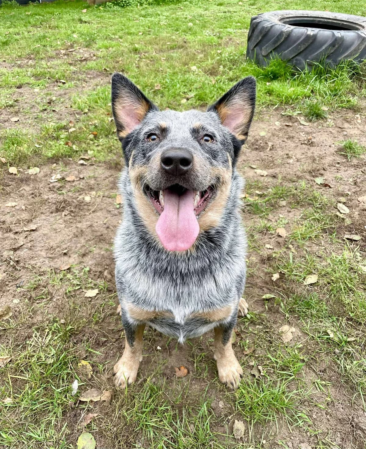 Blue, male Mixed Breed for adoption at Hull Animal Welfare Trust, South Cave