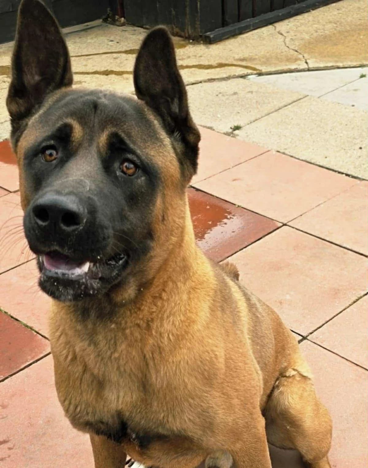 Drax, male young Mixed Breed for adoption at Hull Animal Welfare Trust, South Cave