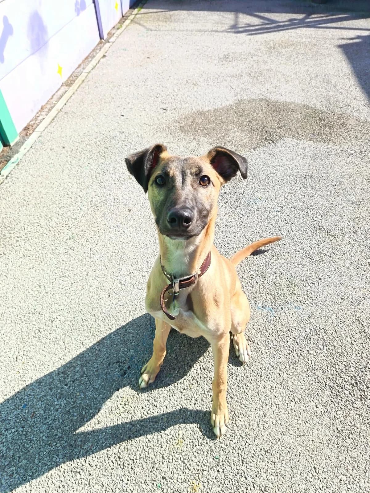 Jasper, male senior Mixed Breed for adoption at Hull Animal Welfare Trust, South Cave