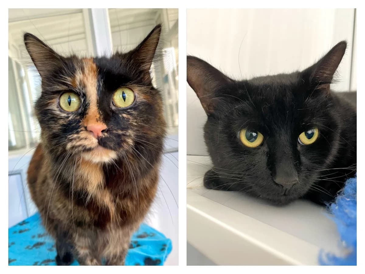 Tomi and Mavi, female 4yo Mixed Breed for adoption at Hull Animal Welfare Trust, South Cave