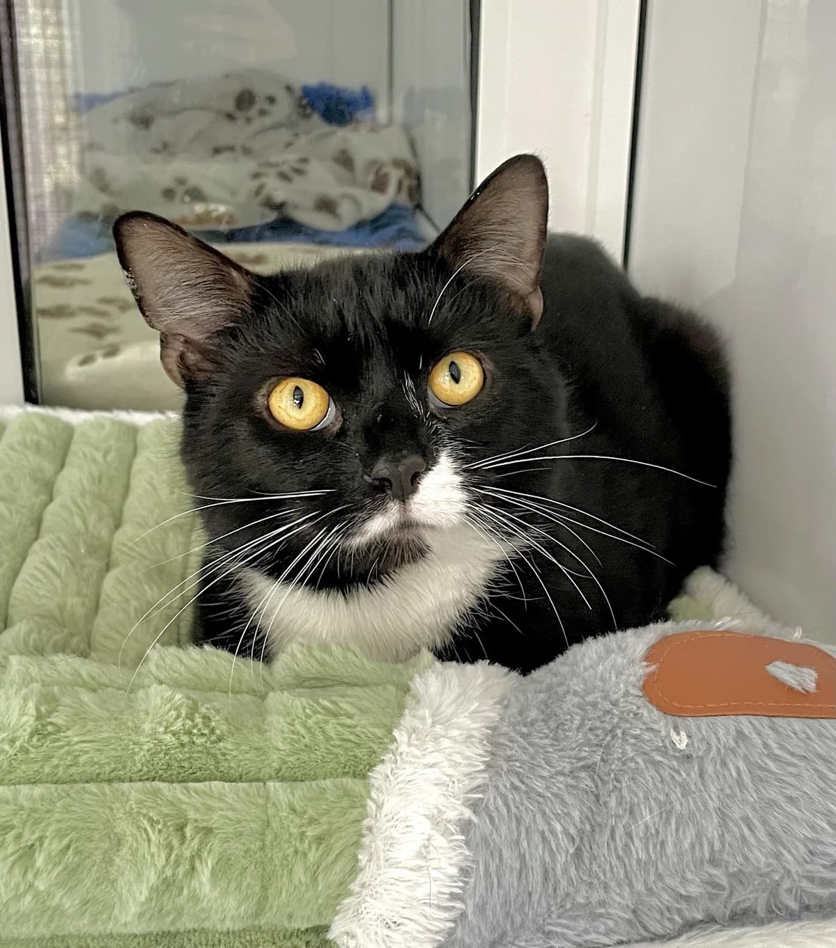 Storm, male senior Mixed Breed for adoption at Hull Animal Welfare Trust, South Cave