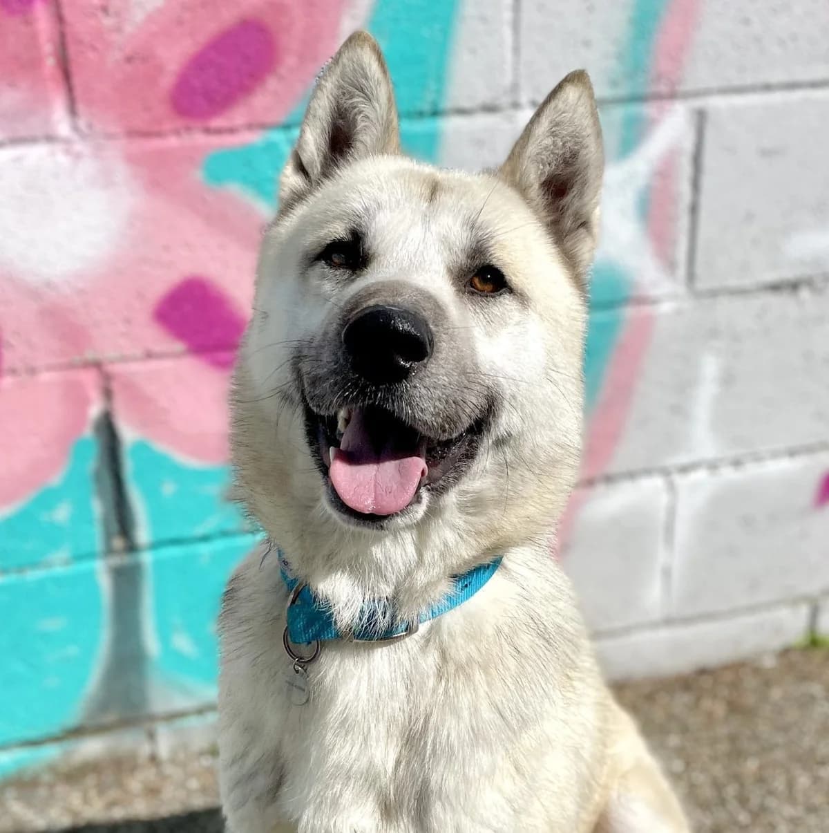 Duncan, male 3yo Mixed Breed for adoption at Hull Animal Welfare Trust, South Cave
