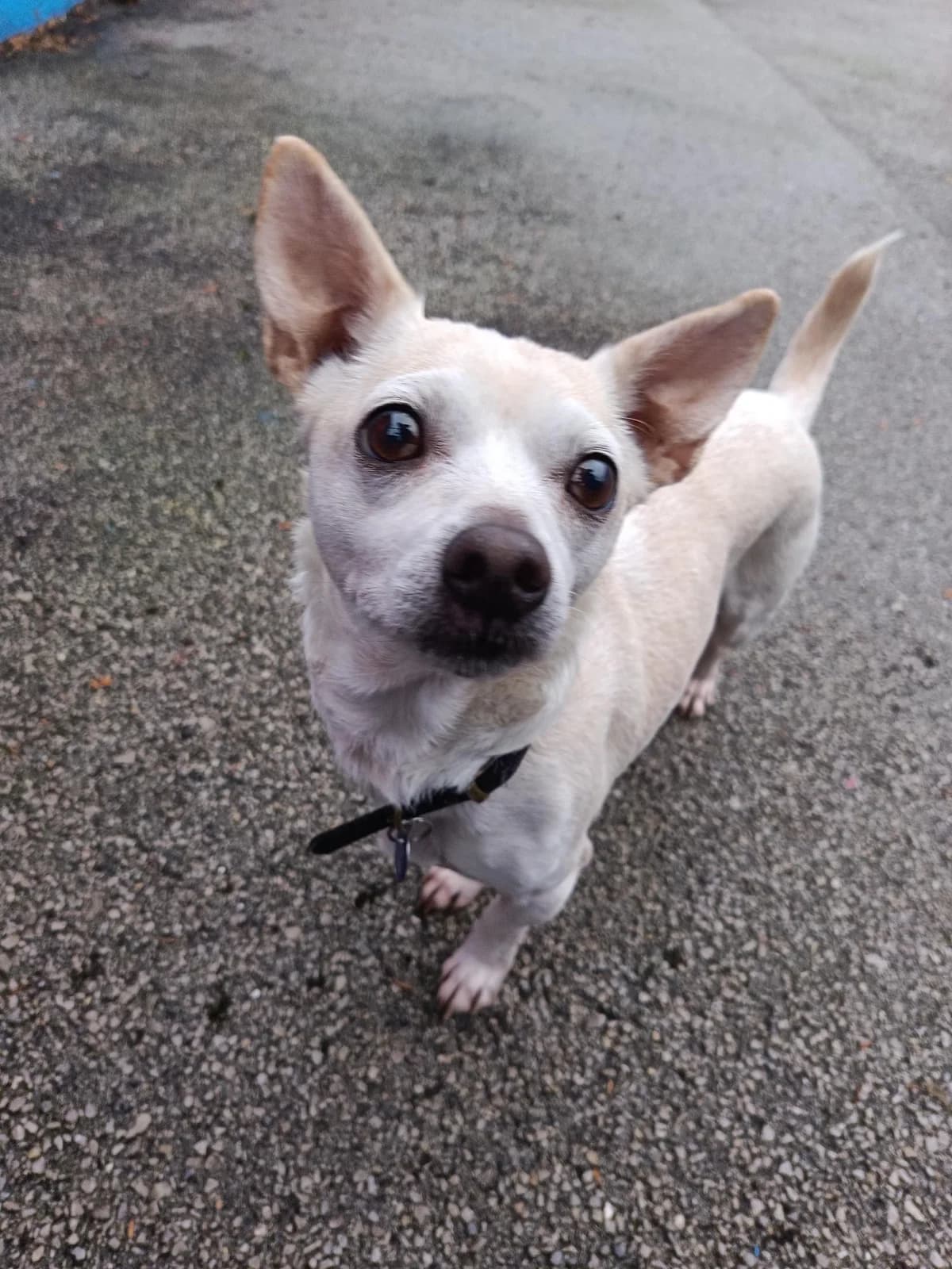 Toby, male 7yo Mixed Breed for adoption at Hull Animal Welfare Trust, South Cave