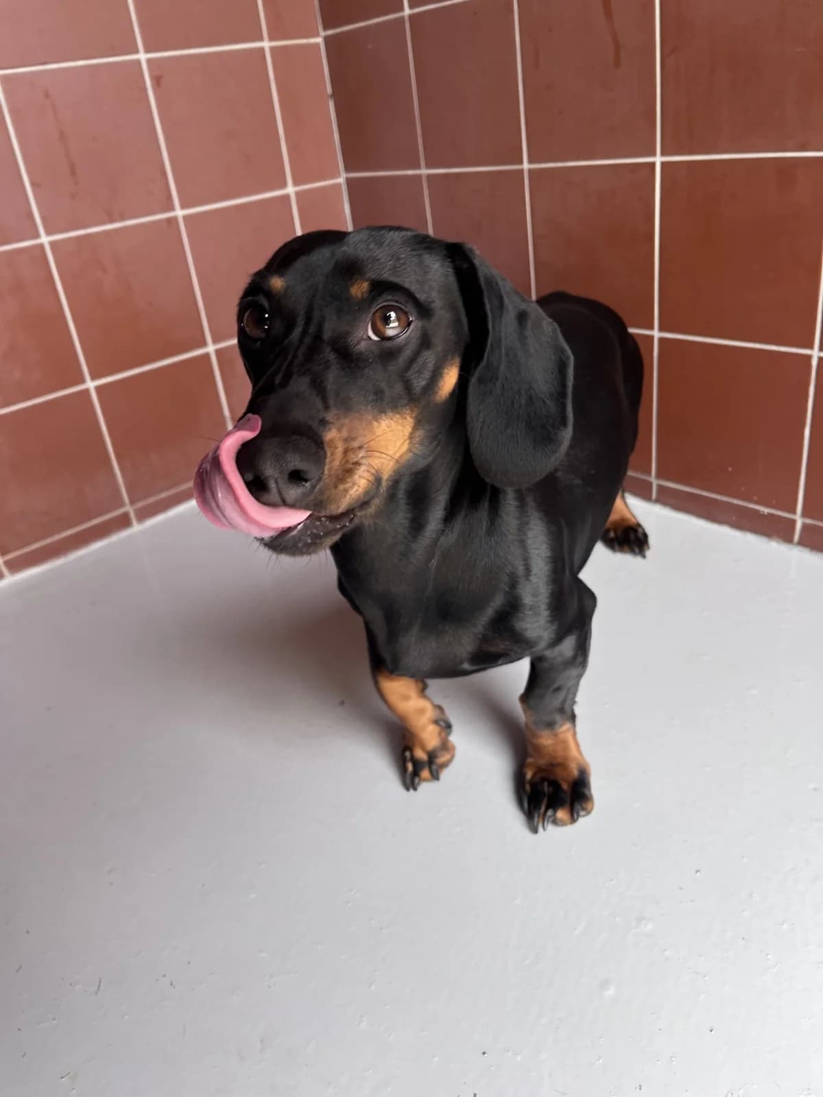 Zeus, male puppy Mixed Breed for adoption at Hull Animal Welfare Trust, South Cave