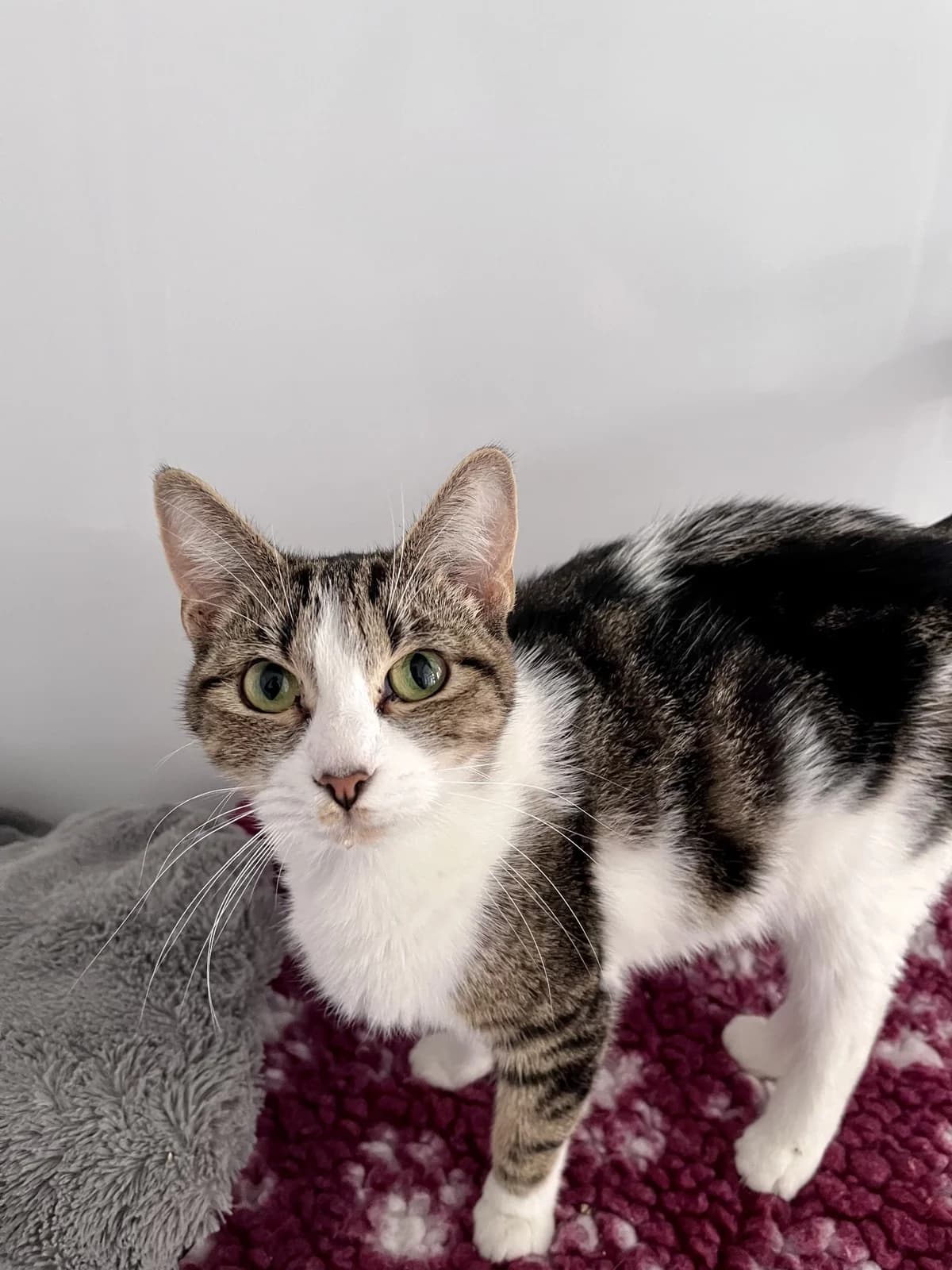 Lexi, female young Mixed Breed for adoption at Hull Animal Welfare Trust, South Cave