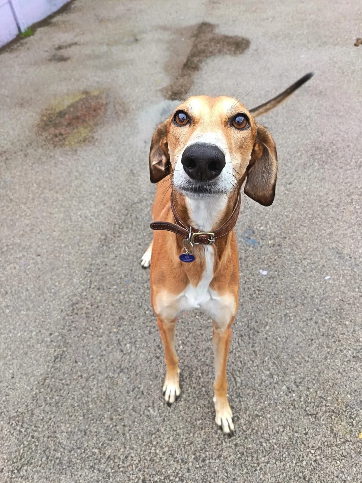 Whiskey, male Mixed Breed for adoption at Hull Animal Welfare Trust, South Cave