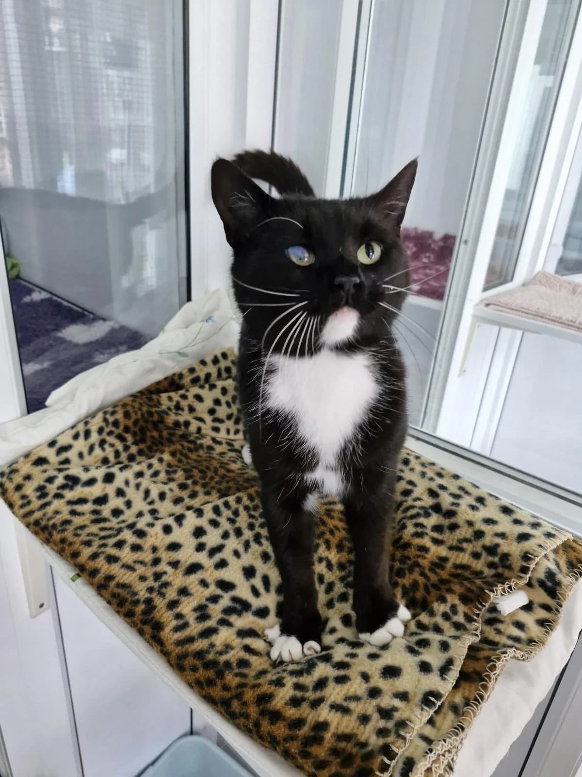 Perrie, female young Mixed Breed for adoption at Hull Animal Welfare Trust, South Cave