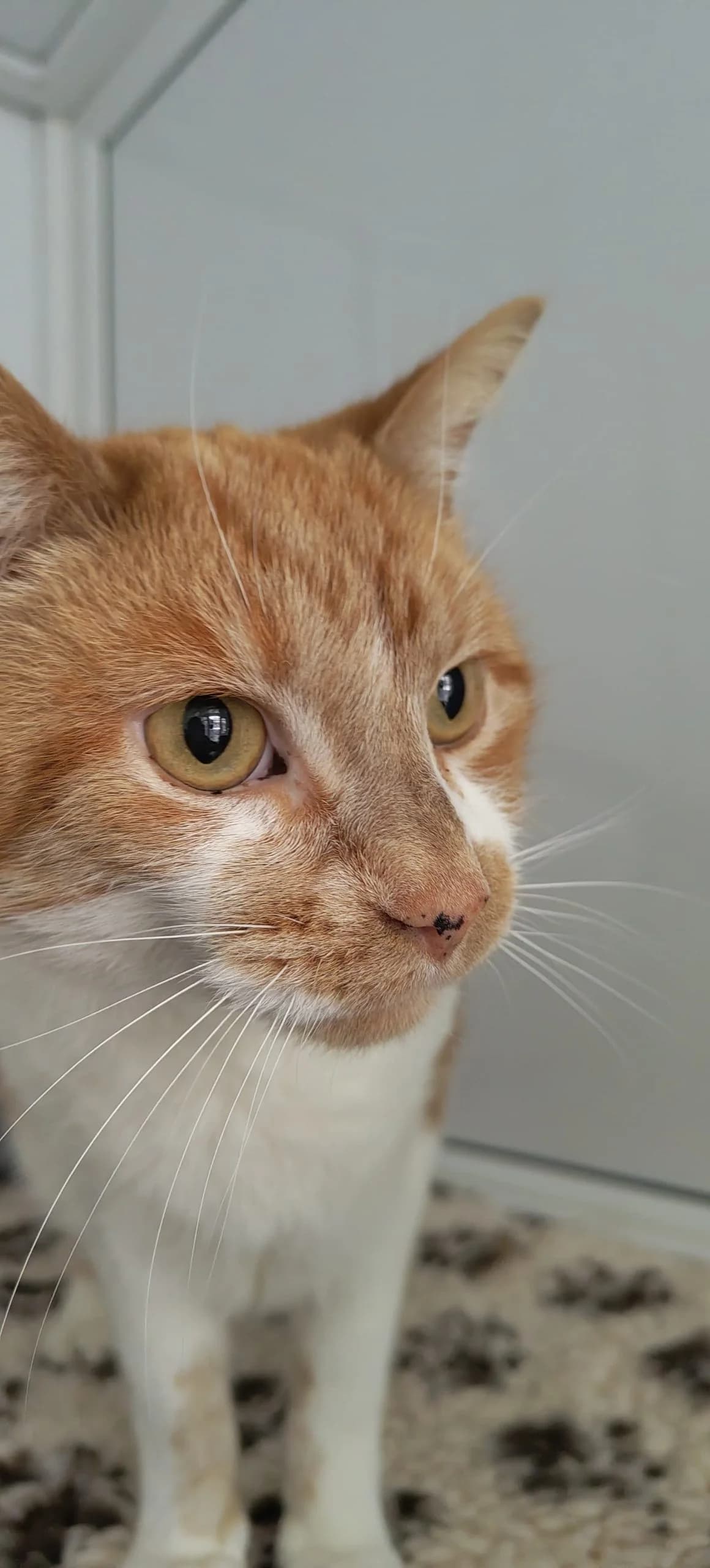 Tim, Mixed Breed (Hull Animal Welfare Trust)