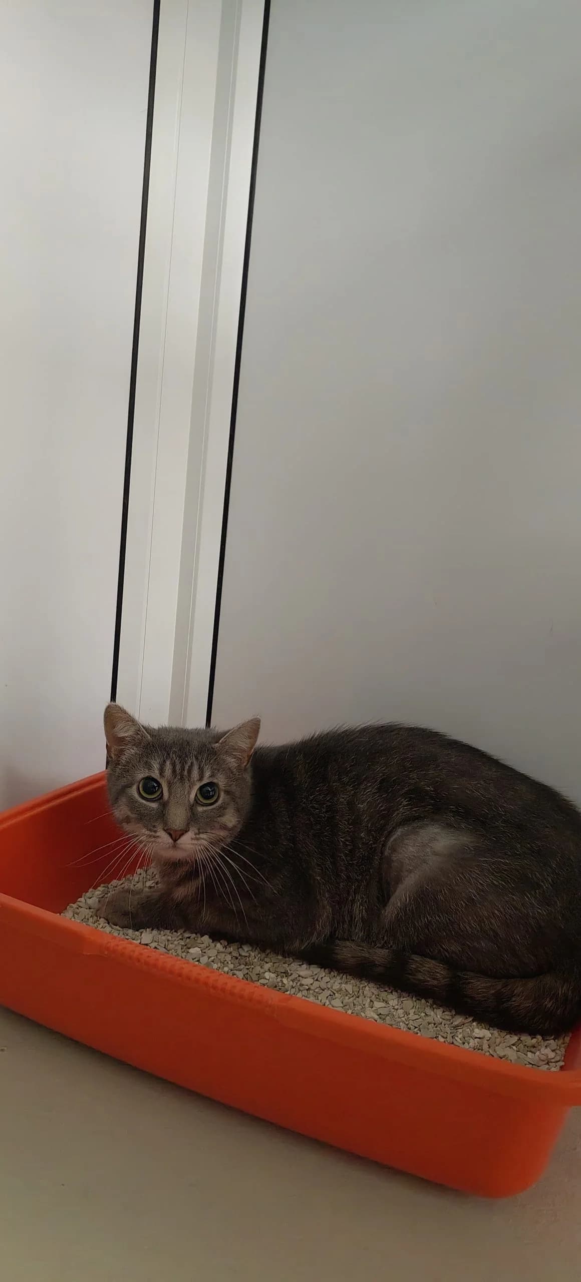 Daisy, Mixed Breed (Hull Animal Welfare Trust)